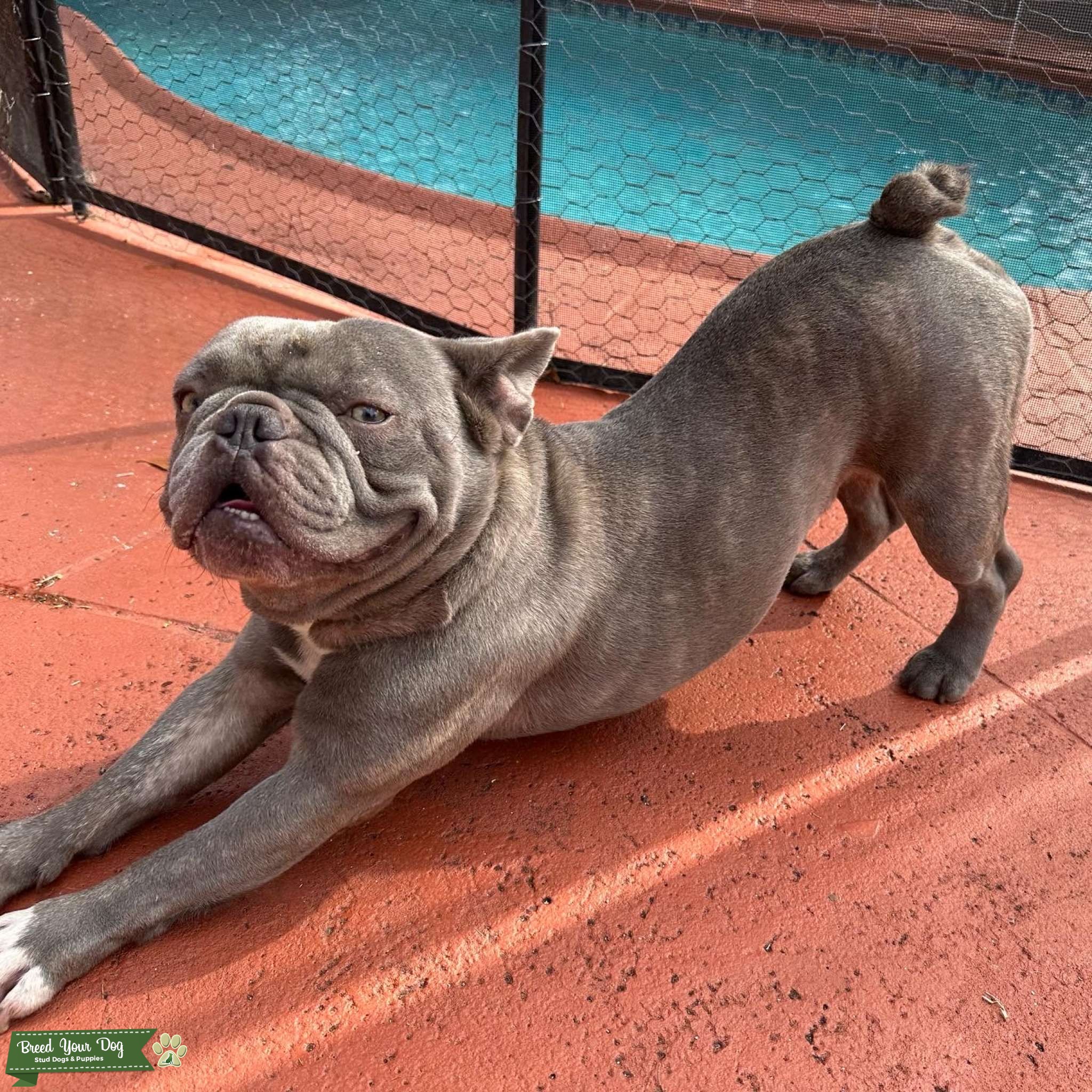 Lilac Frenchie Stunning Stud Stud Dog in Broward County, United