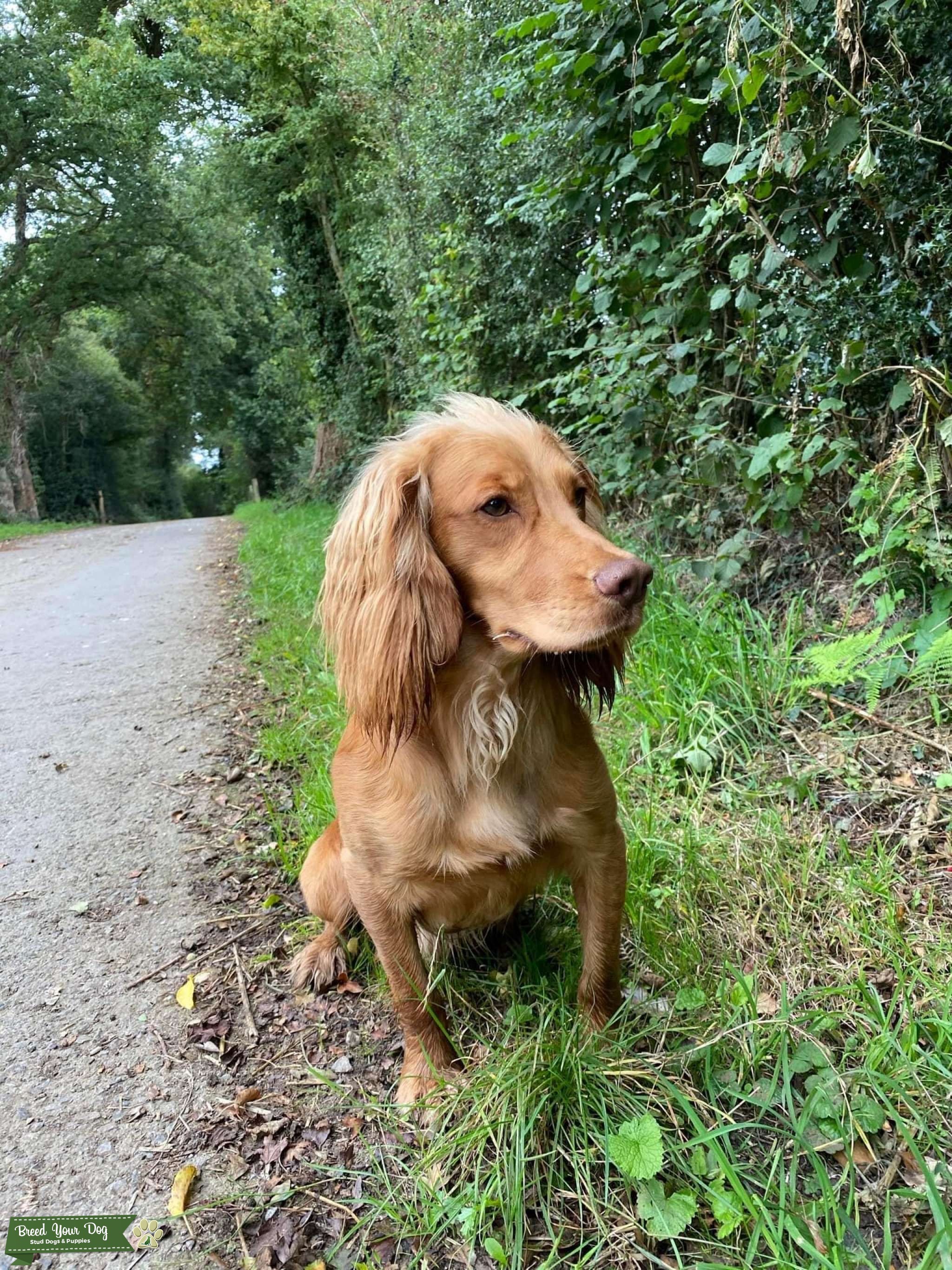 Working Cocker Spaniel Stud Stud Dog in East Yorkshire, the United
