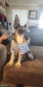 CKC registered Minature Schnauzer Listing Image