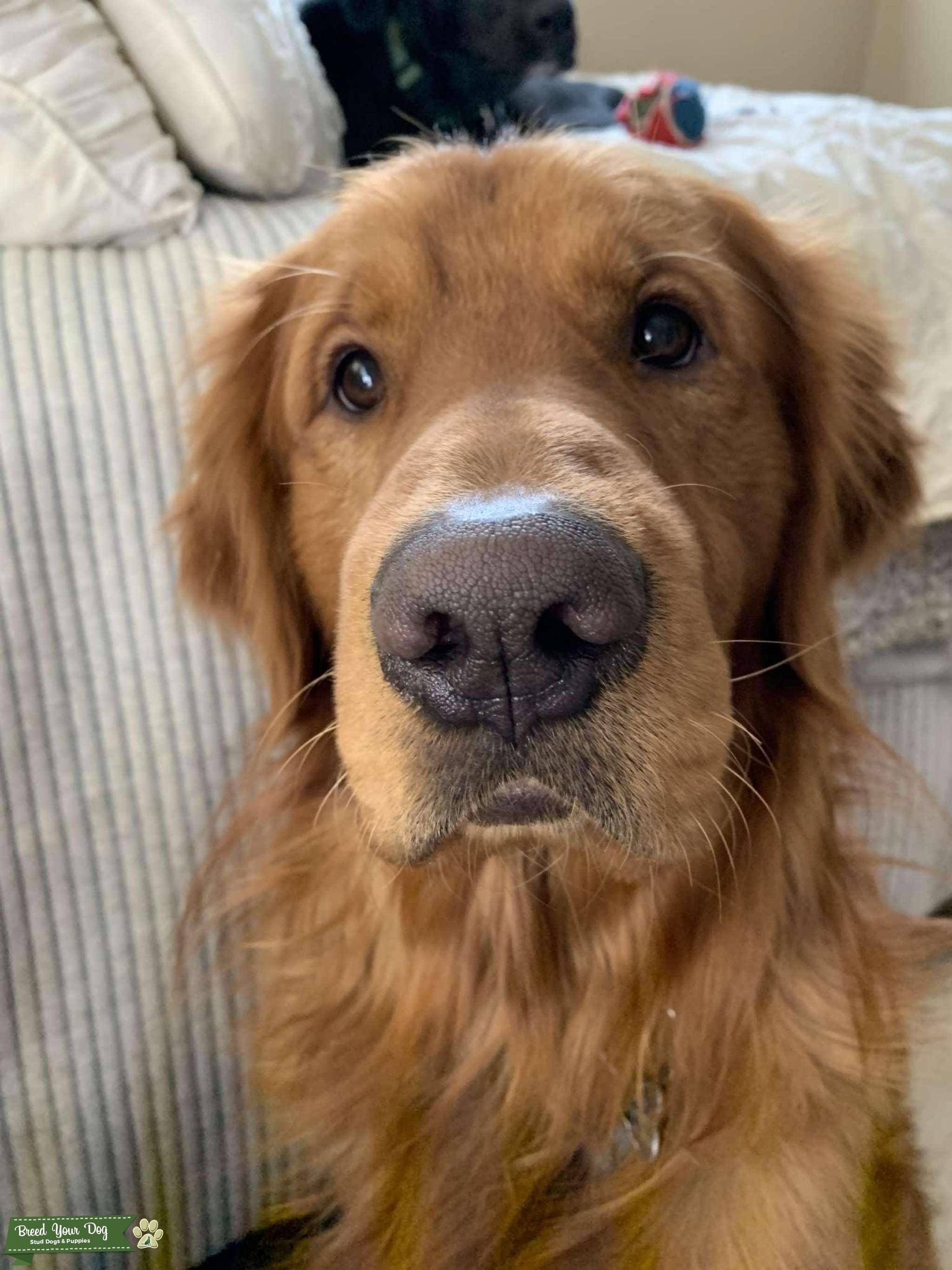 Purebred Golden Retriever Stud Stud Dog in Colorado, the United