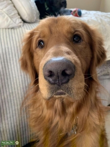 Purebred Golden Retriever Stud Listing Image