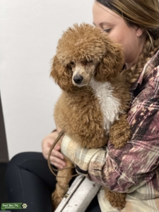 Mini Poodle Thor Listing Image