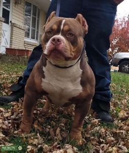 ABKC Pocket Bully  Listing Image