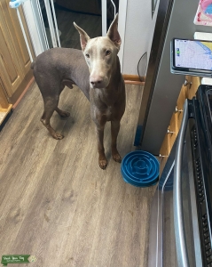 Fawn Doberman Stud Listing Image