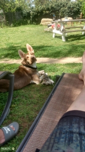 German Shepherd Husky  Listing Image