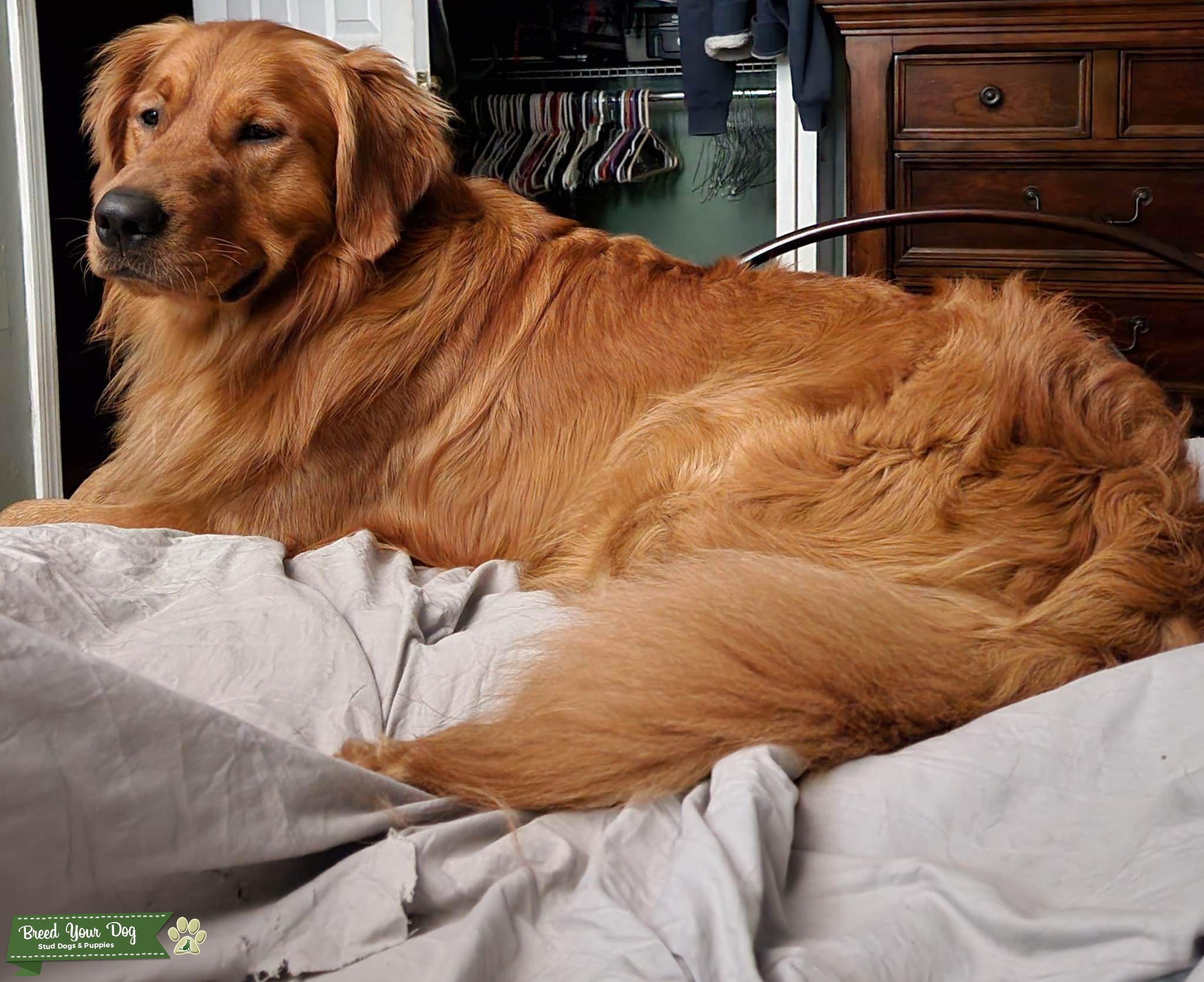 Golden Retriever Stud Stud Dog in Missouri, the United States Breed