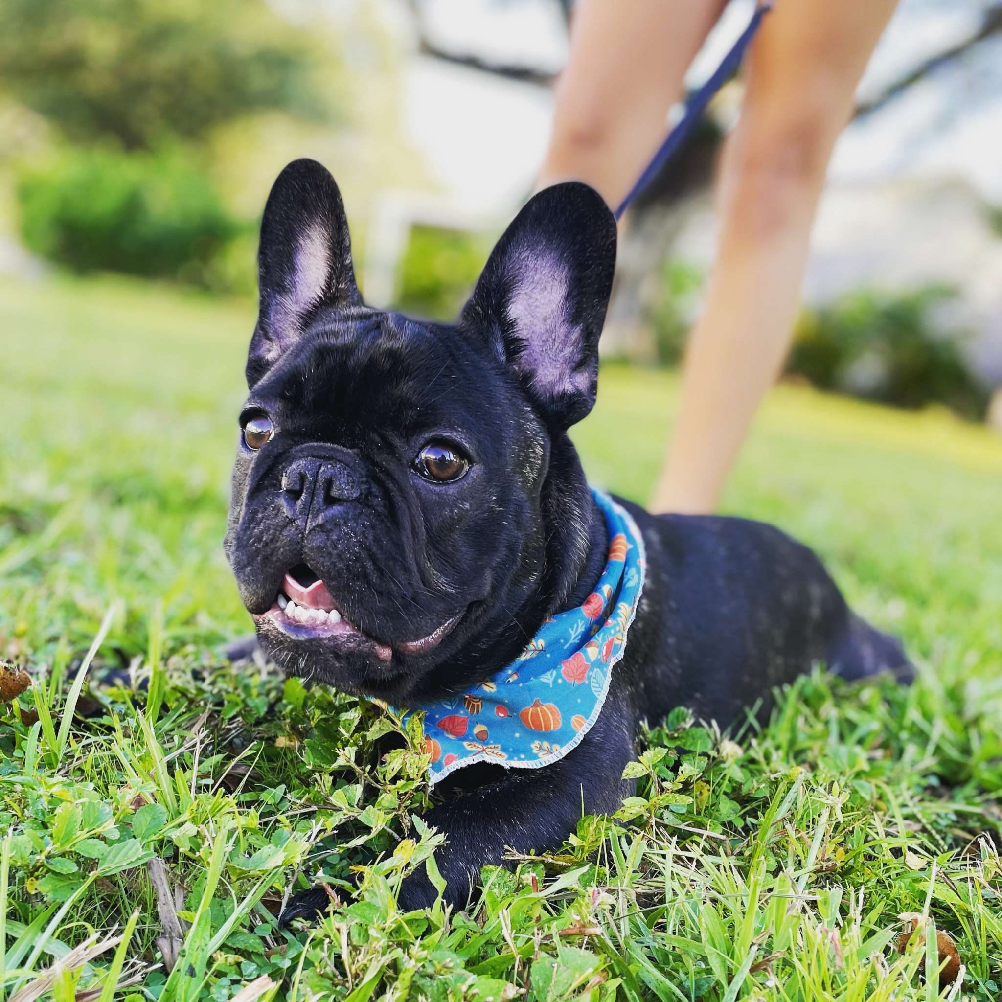 AKC Brindle Frenchie - Stud Dog in Florida , United States | Breed Your Dog