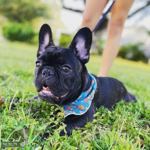 AKC Brindle Frenchie Listing Image