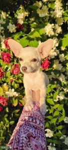 5lbs chihuahua female looking for her mate Listing Image