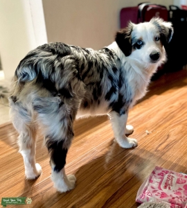 Sweet Mini Blue Merle looking for a male stud Listing Image