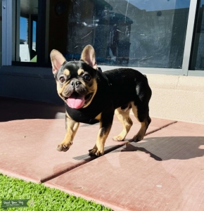 Handsome Frenchie Listing Image