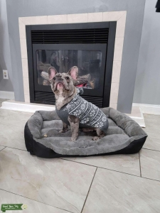Blue merle  Listing Image