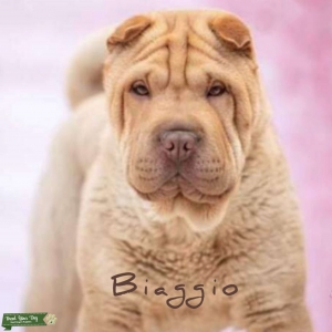 Red Shar Pei Listing Image