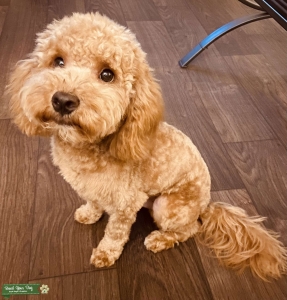 Red Mini goldendoodle  Listing Image