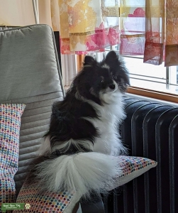Pomeranian pati color female  Listing Image