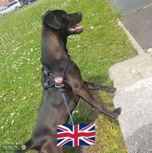 Patterdale Terrier Listing Image