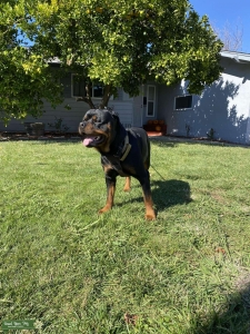 Beautiful Rottweiler  Listing Image