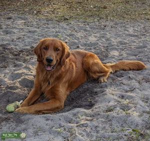 Red Golden Retriever  Listing Image