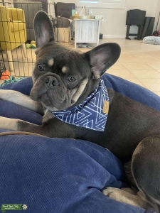 French Bulldog for Stud Listing Image