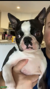 STUD DOG Listing Image