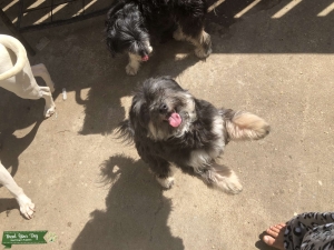 Maltipoo  Listing Image