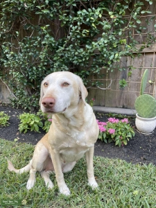 Beautiful yellow Lab Listing Image