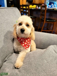 Mini goldendoodle  Listing Image