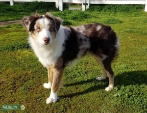 Red Merle Stud Listing Image