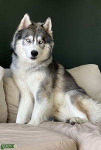 Husky lookin for love  Listing Image