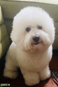 4 years  stud Bichon Frisé Listing Image