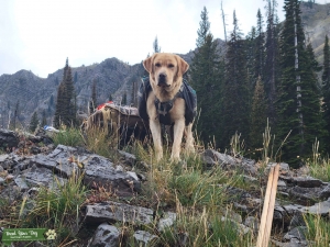 Pointing Labrador, yellow male Listing Image
