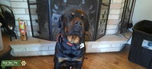 AKC/ARDK German Rottweiler Stud Listing Image