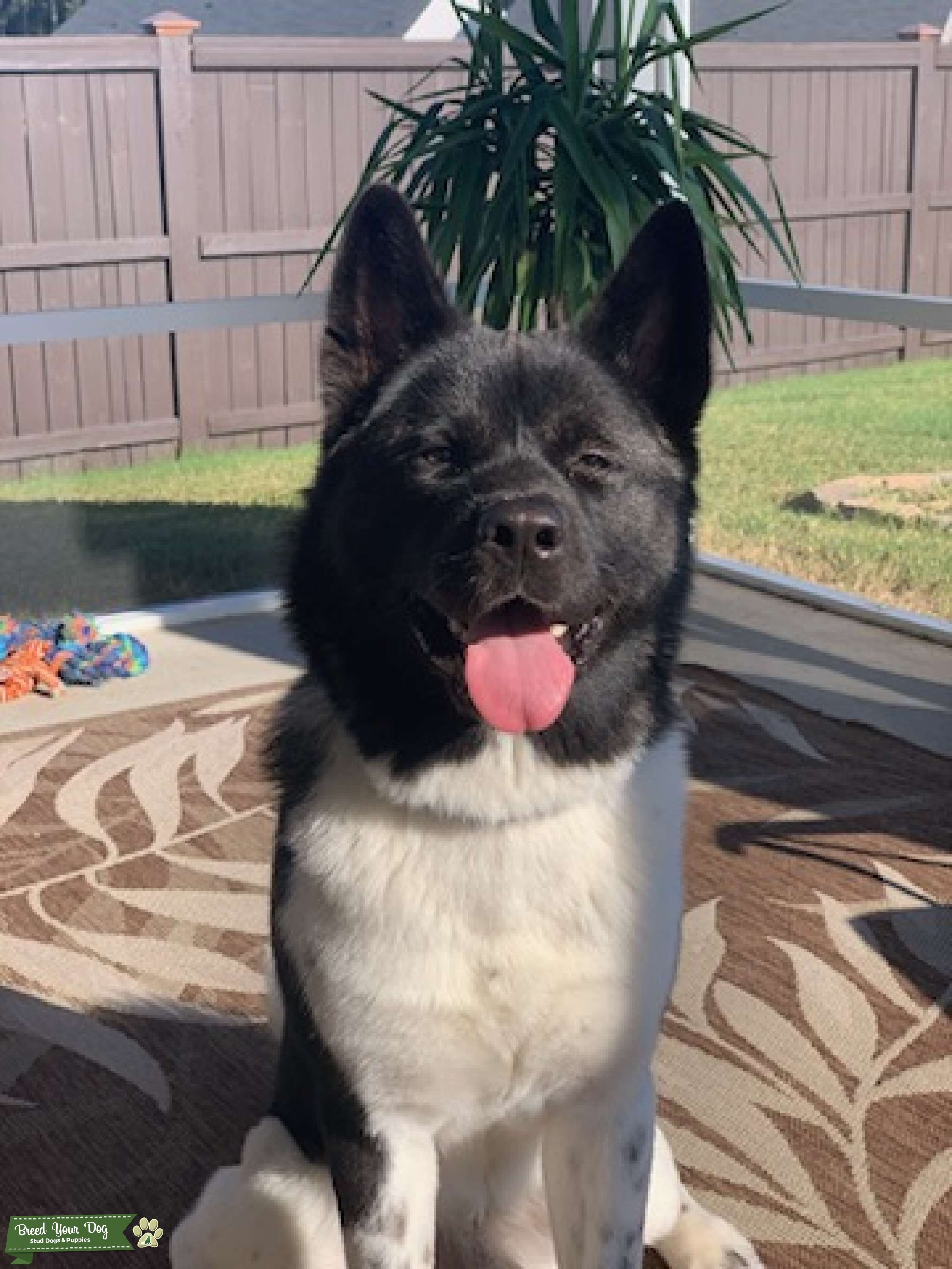 Akita Stud Service Stud Dog in Raleigh, NC, the United States Breed