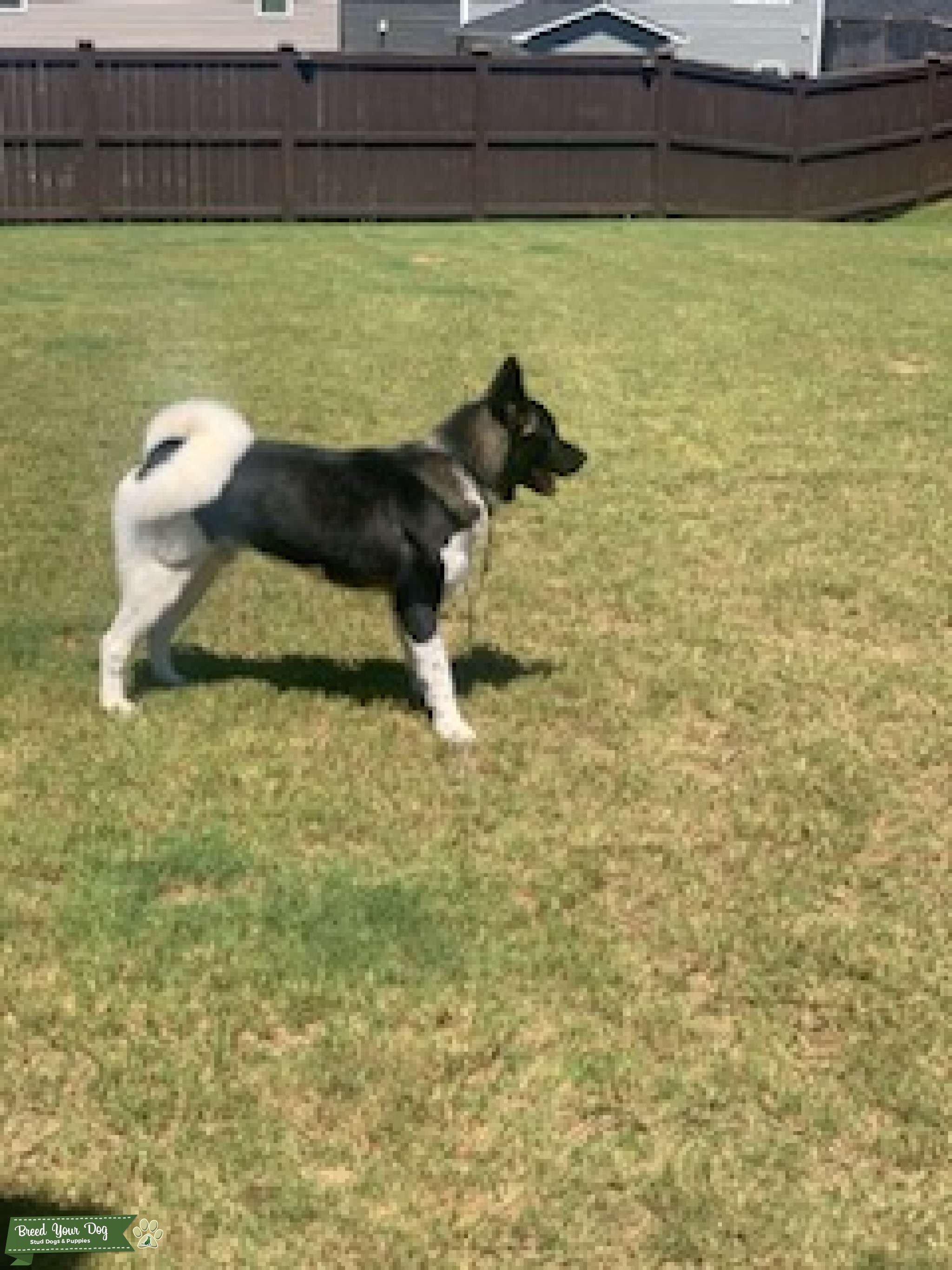 Akita Stud Service Stud Dog in Raleigh, NC, the United States Breed