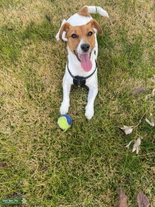 Female Jack Russell wants to have a puppy :) Listing Image