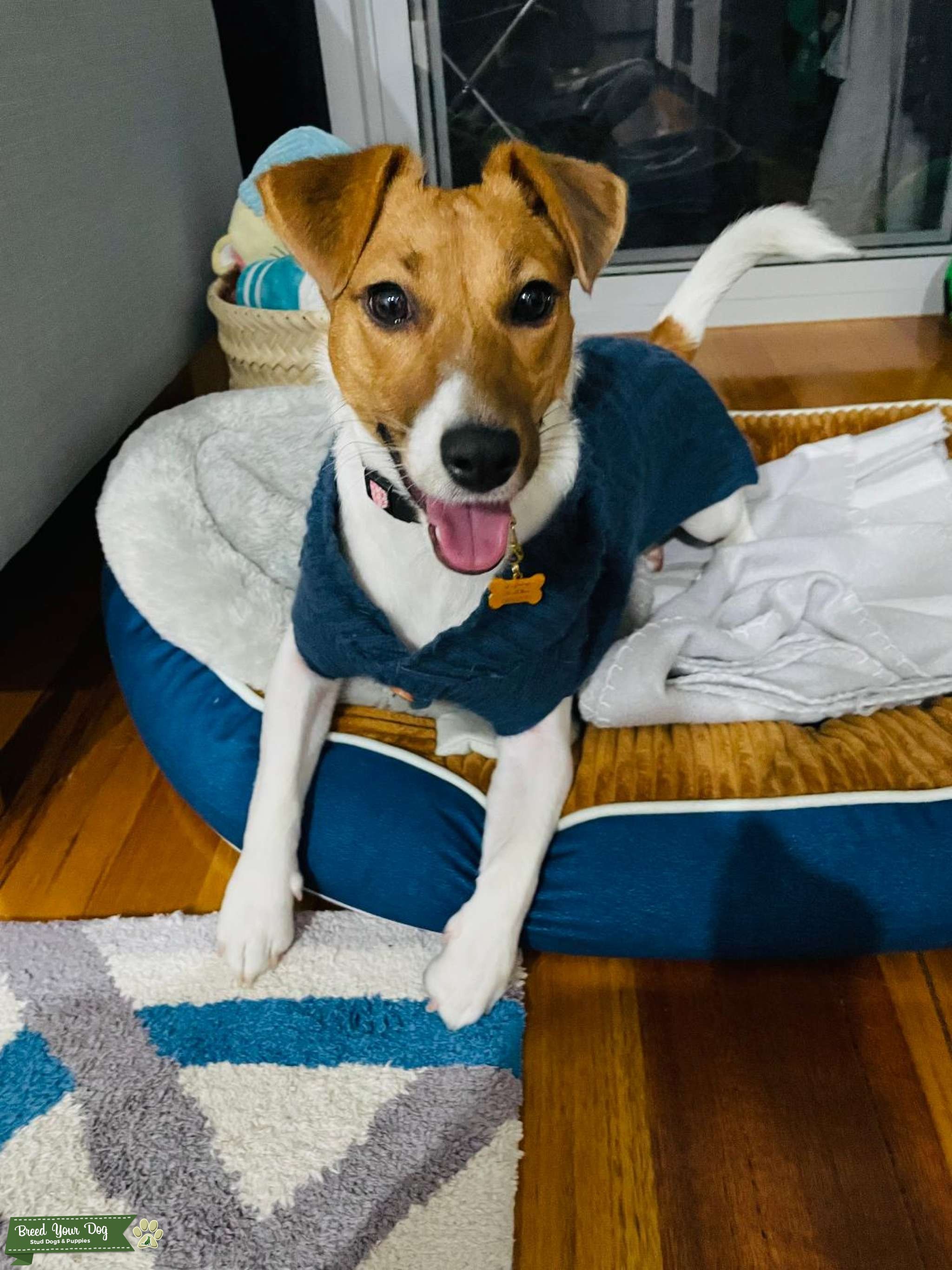 Female Jack Russell wants to have a puppy ) Stud Dog in vic