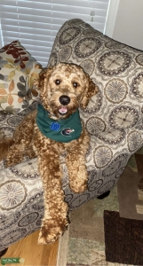 Mini Goldendoodle looking for a Girlfriend Listing Image
