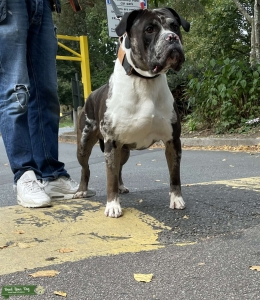 ALAPAHA BLUE BLOOD BULLDOG TJK Listing Image