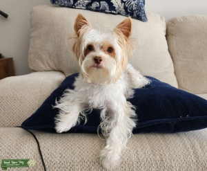 Parti yorkie chocolate Listing Image
