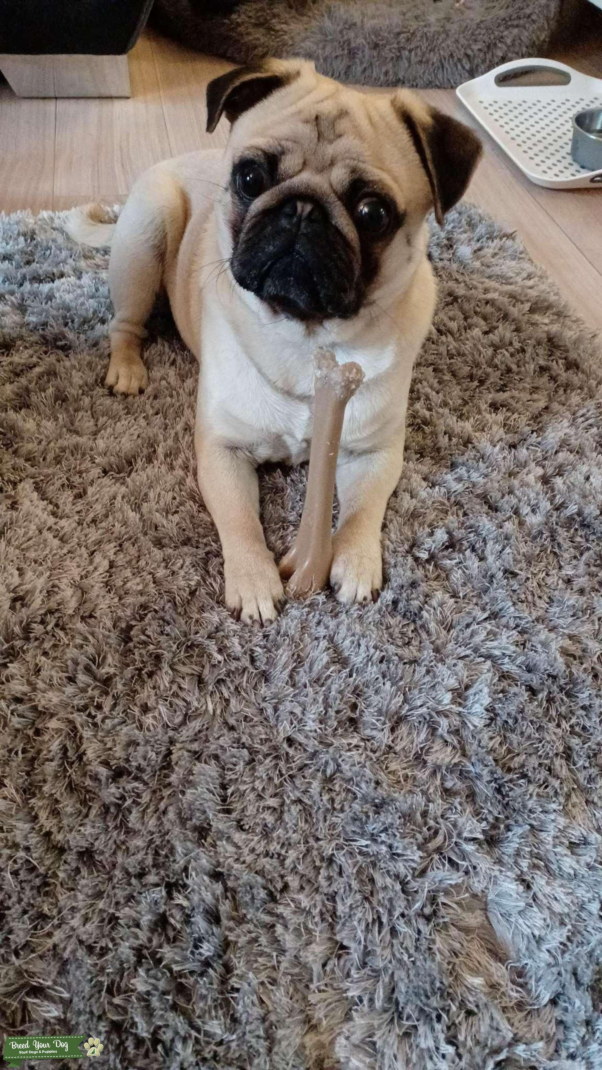 Fawn Stud Dog Edinburgh Breed Your Dog