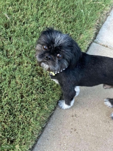 stud looking for female Listing Image