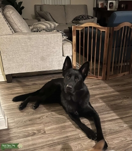 Black GSD Stud Listing Image