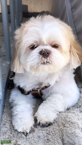 SHIH TZU STUD AVAILABLE Listing Image