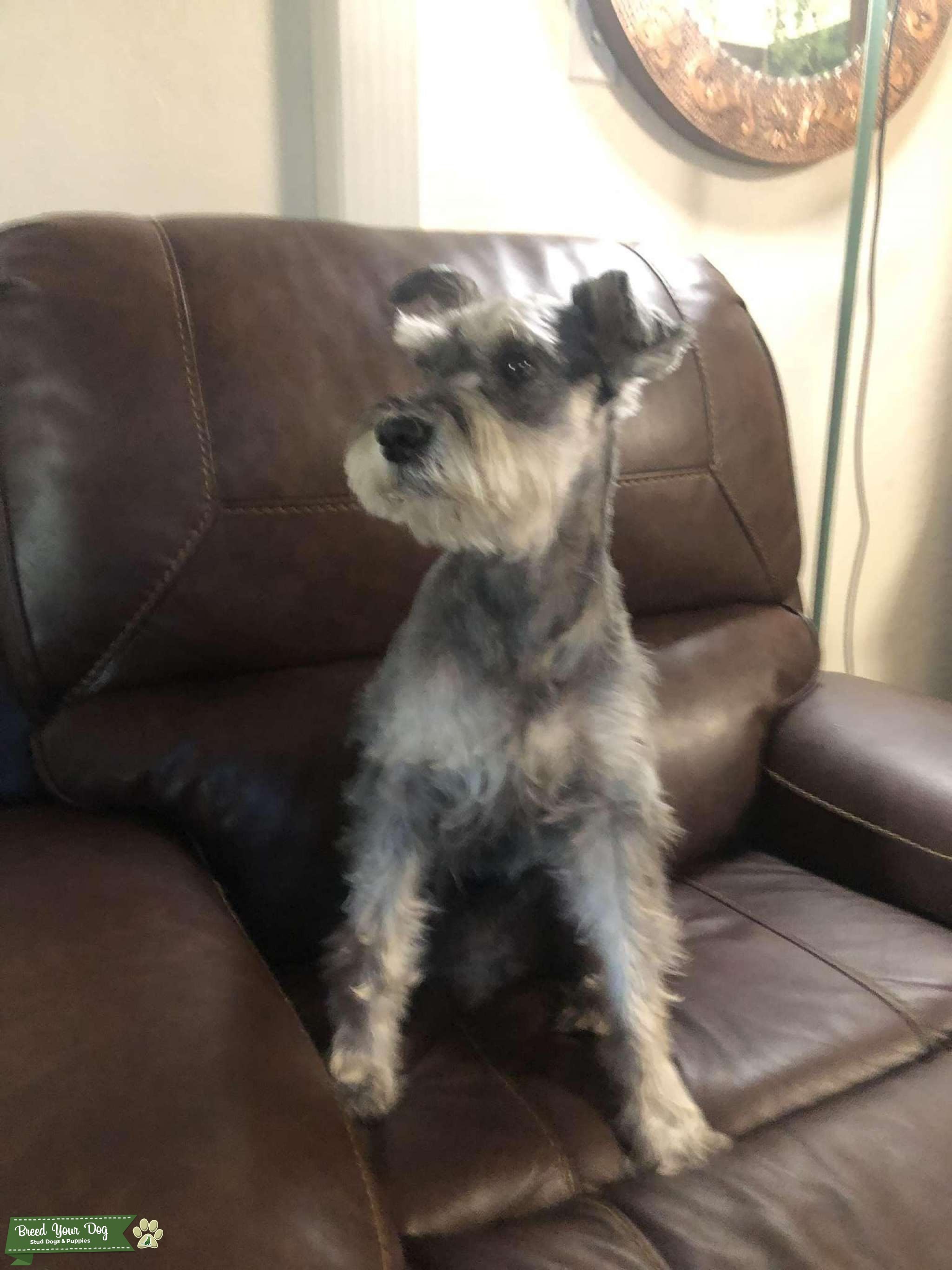 Mini schnauzer Stud Dog in Fresno, United States Breed Your Dog