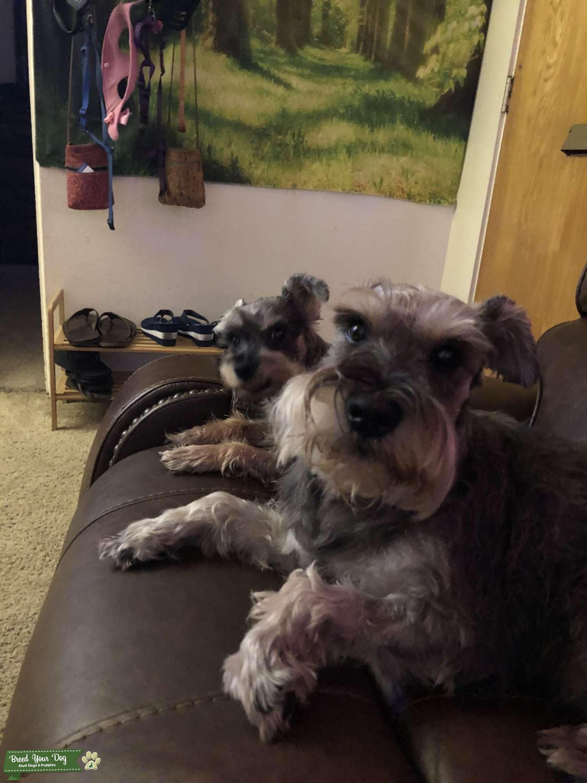 Mini schnauzer Stud Dog in Fresno, United States Breed Your Dog