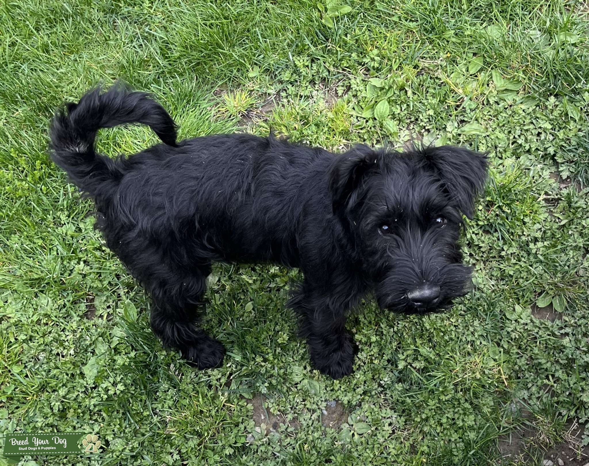 Standard Schnauzer Stud Dog BC Breed Your Dog