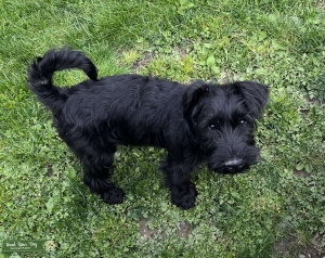 Standard Schnauzer Listing Image