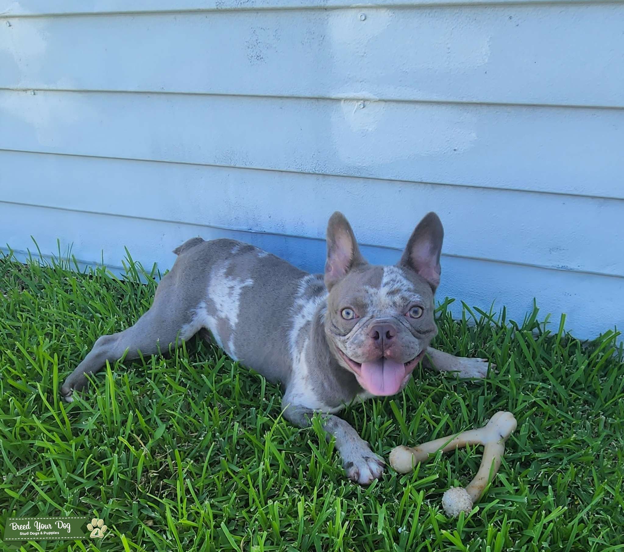Light eyed Merle Stud Dog Ft Lauderdale Breed Your Dog