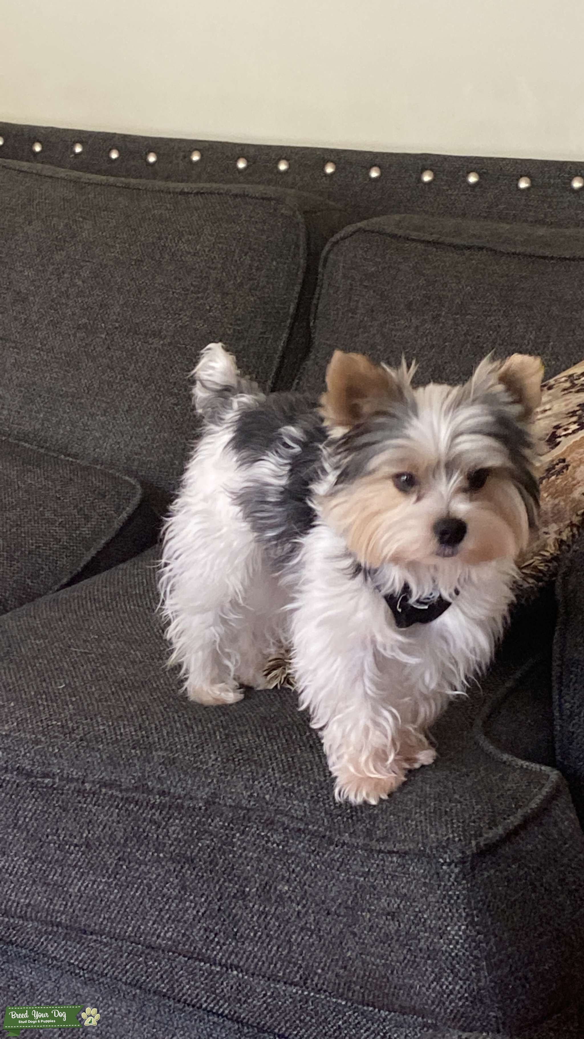 Rhode Island Yorkie Stud Stud Dog in Kent, the United States Breed Your Dog