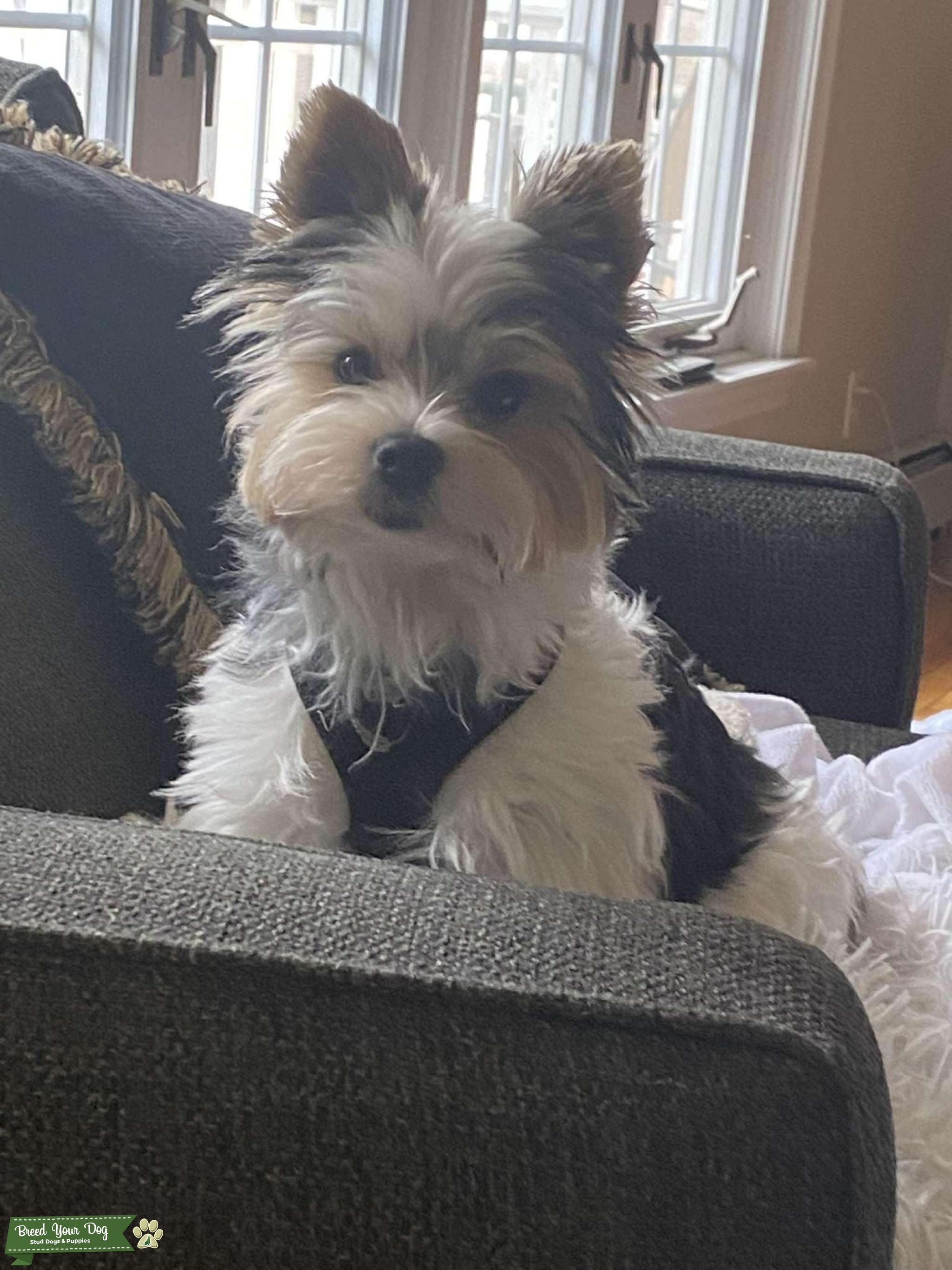 Rhode Island Yorkie Stud Stud Dog in Kent, the United States Breed Your Dog